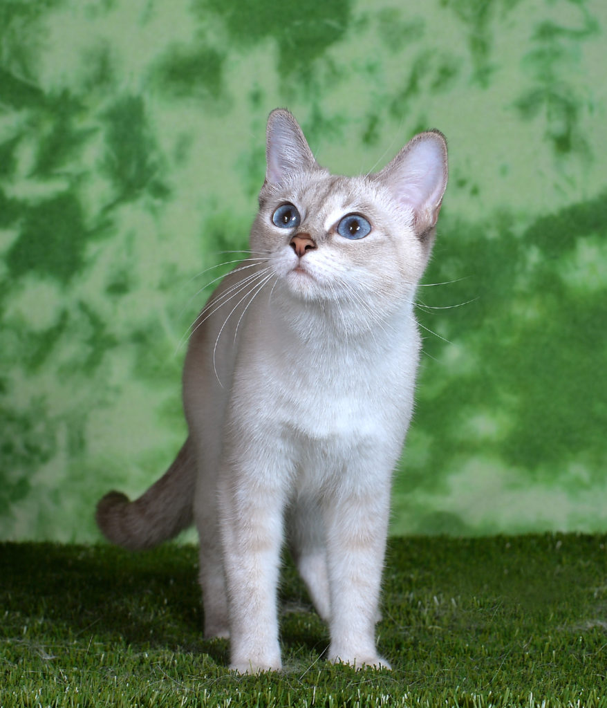 Pretty cat, 674E7529-DDB0-481D-8178-2CBC4C78 @iMGSRC.RU